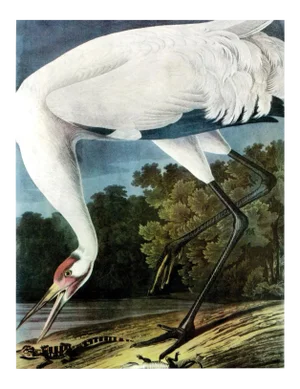 Audubon 11, Unframed Artwork
