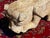 Antique French Stone Gargoyle For Sale - Image 11 of 15