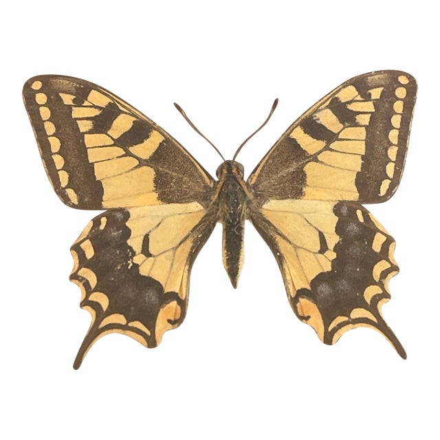 Vintage Butterfly Specimen in Convex Glass Frame For Sale