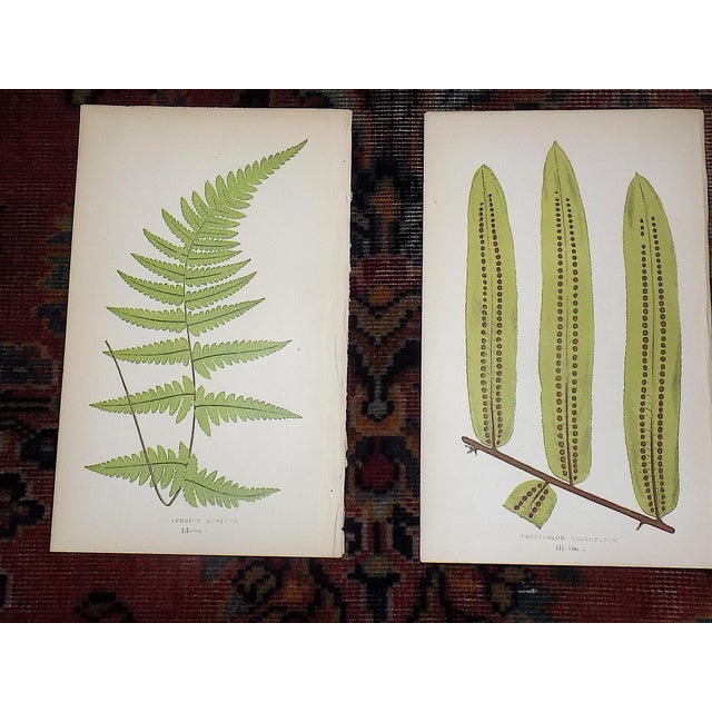 Antique 19th Century Botanical Fern Wood Engravings - Set of 12 For Sale In Cincinnati - Image 6 of 9