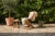Mid-Century Modern Shaped Oddity Zigzag Chair: Handwoven Rattan & Steel, Modern Design For Sale - Image 3 of 7