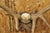 Antique Black Forest Victorian Wall Mounted Taxidermy Large Deer Skull & Antlers For Sale - Image 12 of 17