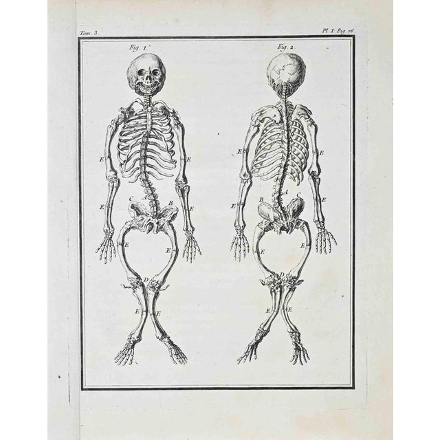 Plate from buffon's histoire naturelle, générale et particulière tome iii, plate i, page 76 paris: imprimerie royale, 1771...