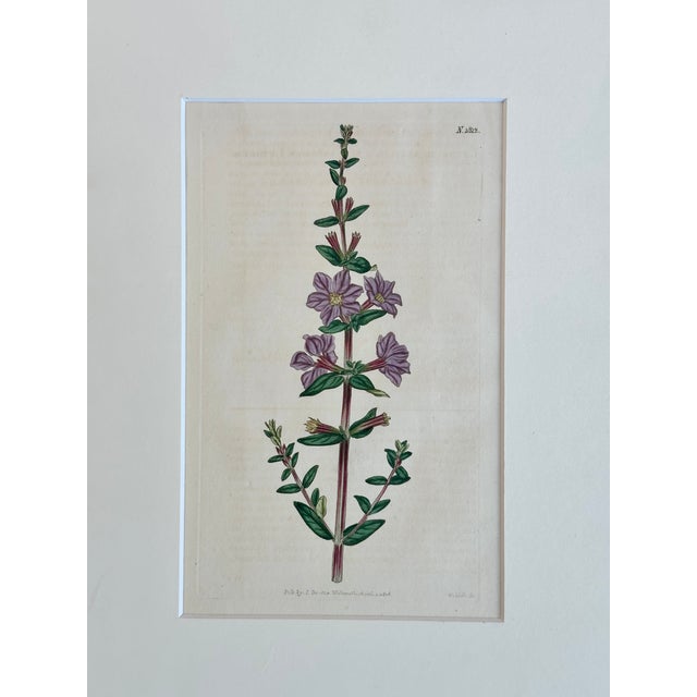 William Curtis Antique Winged Loosestrife Botanical Engraving by Curtis, 1816 For Sale - Image 4 of 4