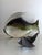 Gray Grey Murano Glass Fish, 1960s For Sale - Image 8 of 13