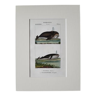 1842 Fne Hand Colored Copperplate Whale Engraving, Florence, Italy For Sale