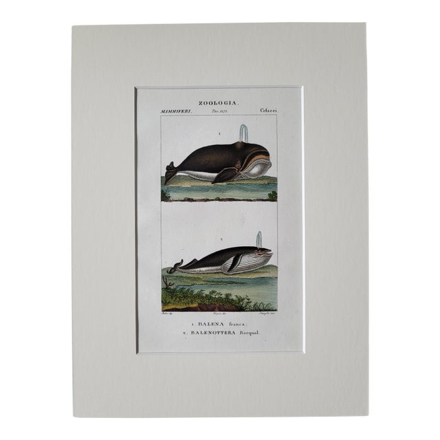 1842 Fne Hand Colored Copperplate Whale Engraving, Florence, Italy For Sale