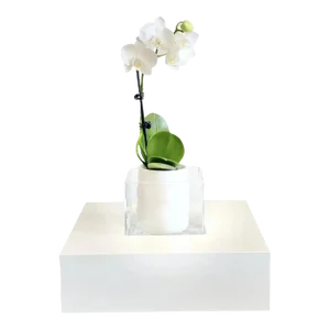 Italian Centerpiece Decorative Bowl With White Lacquered Wood Base and Glass Bowl 2000s
