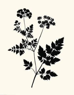Queen Anne's Lace, Giclée Print by Philippa Katz