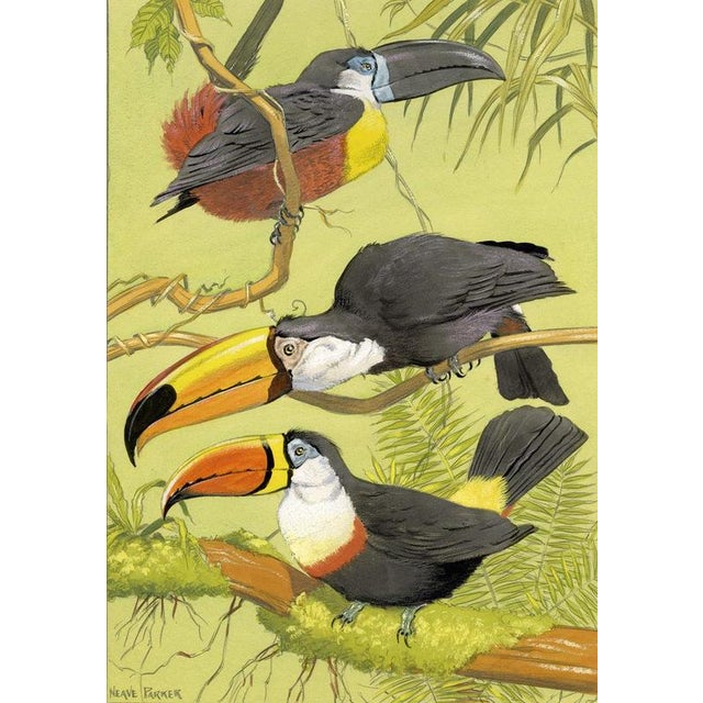 An original c.1950 gouache painting – William Neave Parker, Toucan Birds Illustration.An outstanding sheet of bird...