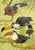 An original c.1950 gouache painting – William Neave Parker, Toucan Birds Illustration.An outstanding sheet of bird...