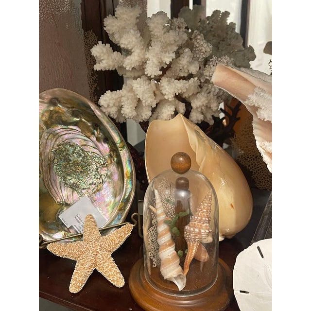 Wood 1900-1909 Great Seaworld Sea Shells Specimens Collection in Chinese Chinoiserie Rosewood Carved Vitrine For Sale - Image 7 of 14