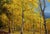 Impressionist Charles Pruitt -Fall in a New Mexico Aspen Trees Landscape -Oil Painting For Sale - Image 3 of 8