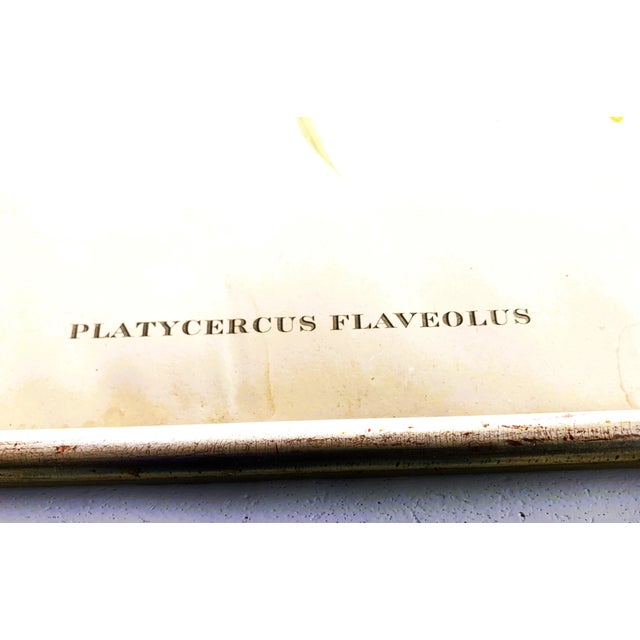 Nature Illustration of a Bird of the Species Sylvia Atricapilla, 1950s For Sale - Image 11 of 15