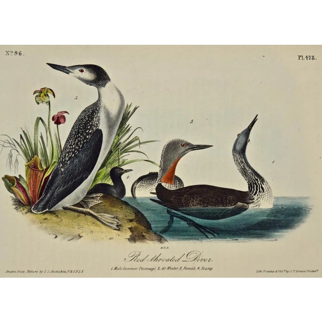 This is an original rare and extremely collectible first octavo edition John James Audubon hand colored royal octavo...