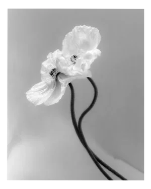 Ugne Pouwell, Coupled Poppies, 2023, Photography