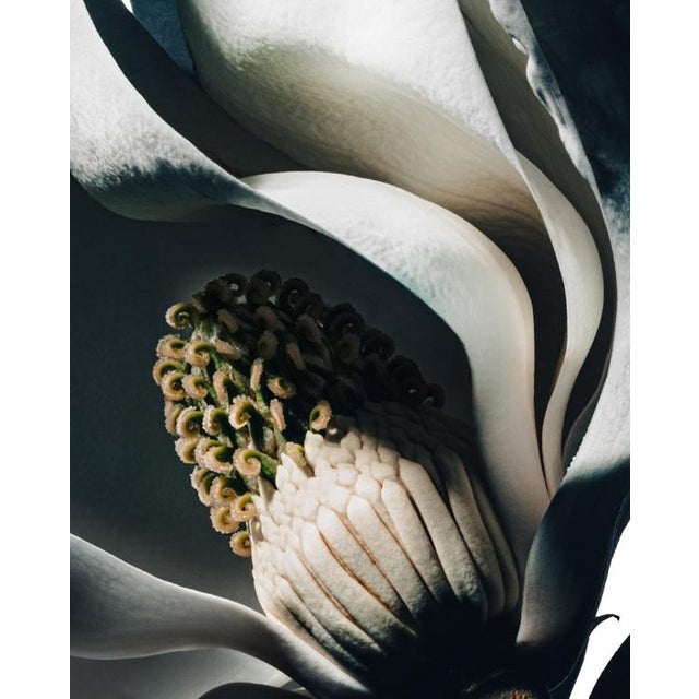 Not Yet Made - Made To Order Magnolia I — Sivan Roshianu, Limited Edition Metal Print (Edition of 5) For Sale - Image 5 of 5
