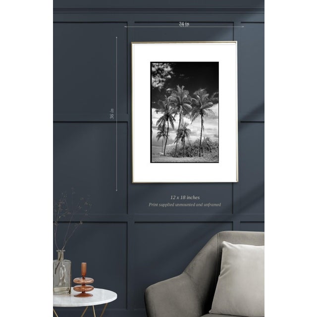 Not Yet Made - Made To Order Paul Cooklin, Coconut Trees, Santa Maria, Edition of 50 For Sale - Image 5 of 7