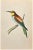 Bee-Eater is a modern artwork realized in 1870 by the British artist Alexander Francis Lydon (1836-1917). Woodcut print on...
