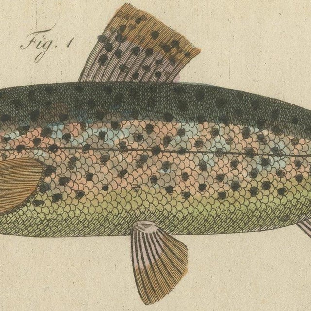 Bertuch, Five Trout with Salmon Trout and Alpine Char, 1805, Print For Sale - Image 4 of 12