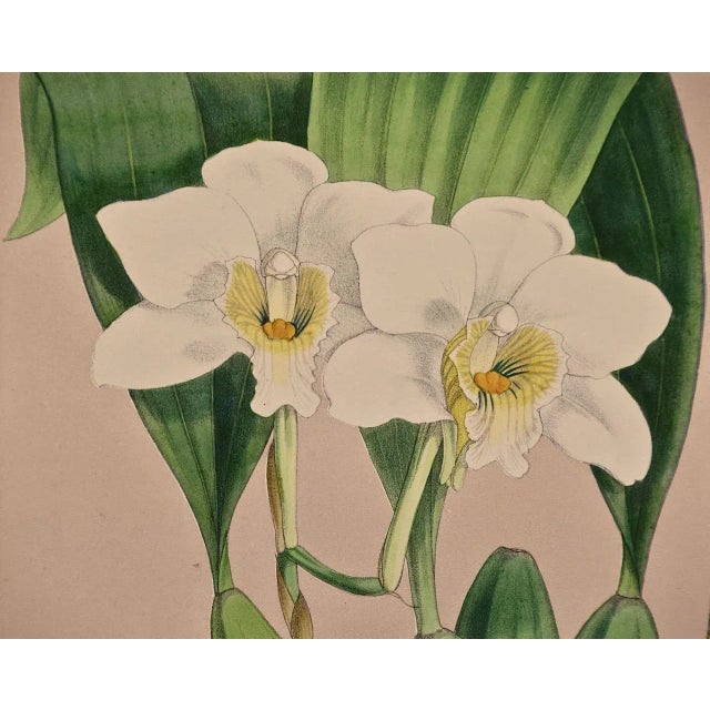 Orchids" Framed 19th C. Hand-Colored Engraving of "Lycaste Harrisoniae" by Fitch, 1882 For Sale In San Francisco - Image 6 of 7