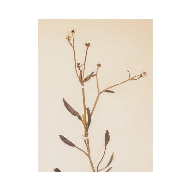 Antique Swedish Herbarium - Ranunculus, circa 1908