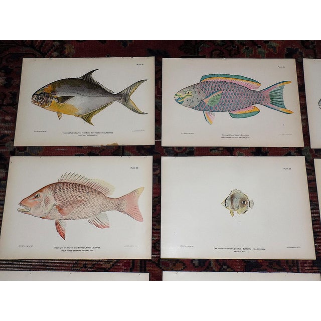 This set of twelve (12) authentic 19th century chromolithographs (each color laid in with a separate lithographic stone)...