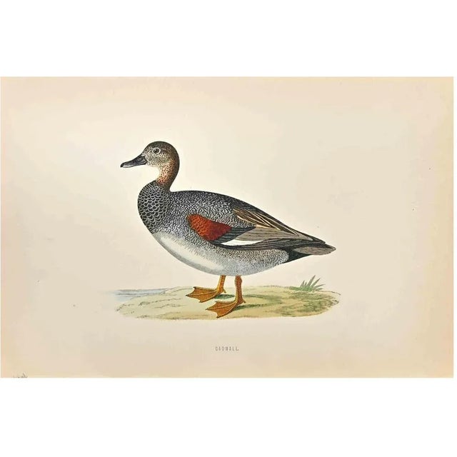 Gadwall is a modern artwork realized in 1870 by the British artist Alexander Francis Lydon (1836-1917) . Woodcut print,...
