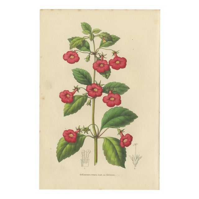 Charles Morren, Red Achimenes Flower Botanical, 1845, Lithograph For Sale