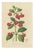 Charles Morren, Red Achimenes Flower Botanical, 1845, Lithograph For Sale