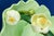 Art Nouveau Strawberry Service in Vitrified Majolica by George Jones, England, 1882, Set of 5 For Sale - Image 9 of 18