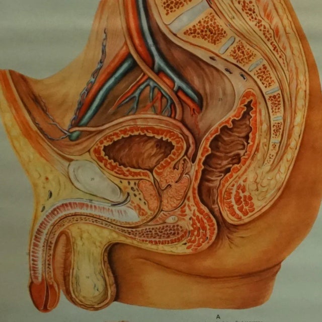 The rollable wall chart shows the male pelvic organs. Tt was published by the biologically hygienic teaching work of the...