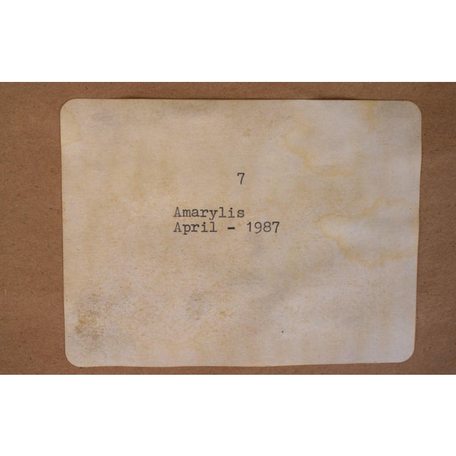 Amarylis 1987 Decoupage For Sale - Image 4 of 6