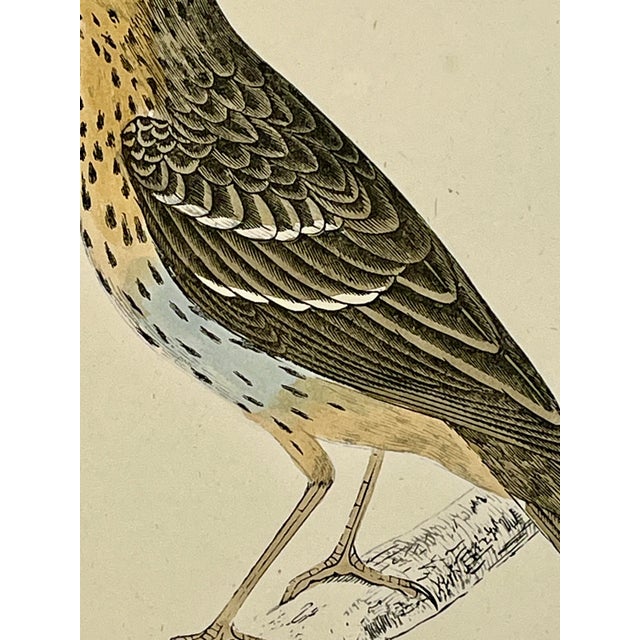 Late 19th Century Antique Hand Tinted Bird Print From England Featuring a Tree Pipit - Circa 1888 For Sale - Image 5 of 9