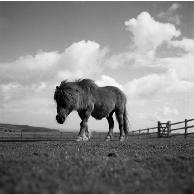 Not Yet Made - Made To Order Paul Cooklin, Billy, Miniature Pony, Edition of 50 For Sale - Image 5 of 5