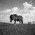 Not Yet Made - Made To Order Paul Cooklin, Billy, Miniature Pony, Edition of 50 For Sale - Image 5 of 5
