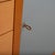 Wood Wooden Sideboard in Brown Pearwood by Ligne Roset For Sale - Image 7 of 18