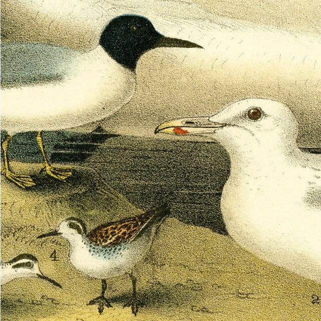 Traditional Antique 'Swan' Archival Print For Sale - Image 3 of 3