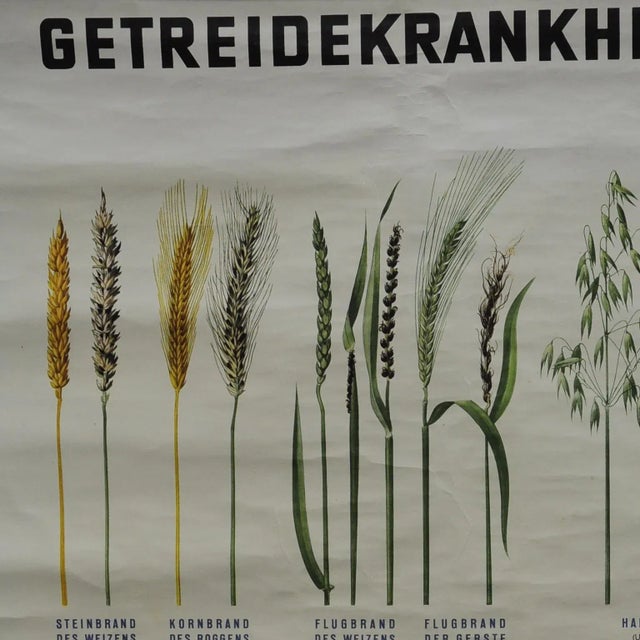 A vintage botanical rollable wall chart shows different kinds of crop deseases. It was published by the federal...