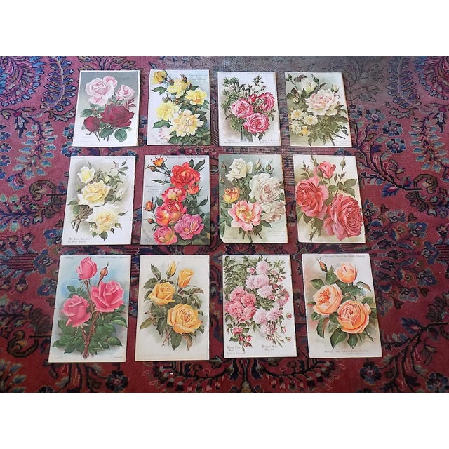 Red Antique Botanical Lithographs of Roses - Set of 12 For Sale - Image 8 of 9