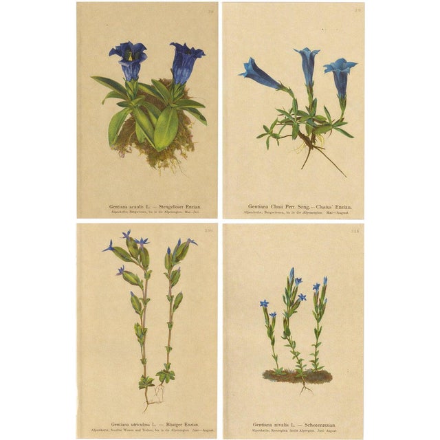 Alpine Gentian Botanical Illustrations, 1897, Set of 4 For Sale