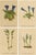 Alpine Gentian Botanical Illustrations, 1897, Set of 4 For Sale