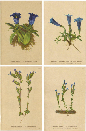 Alpine Gentian Botanical Illustrations, 1897, Set of 4