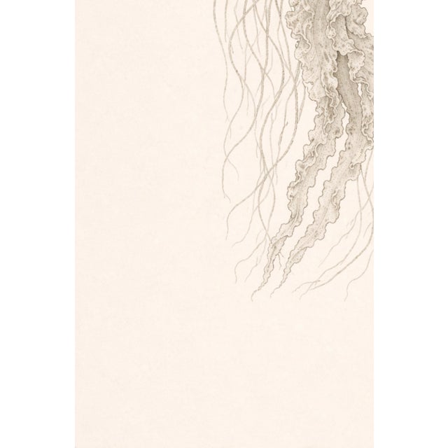 Beige Delicate Sea Nettle Study, Coastal Botanical Jellyfish Art Print, 24" × 36" For Sale - Image 8 of 10
