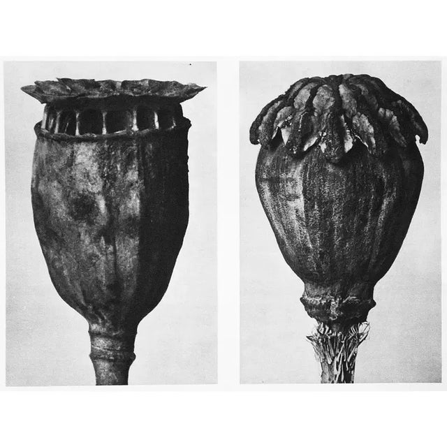1935 Karl Blossfeldt Photogravure N90-89 | Chairish