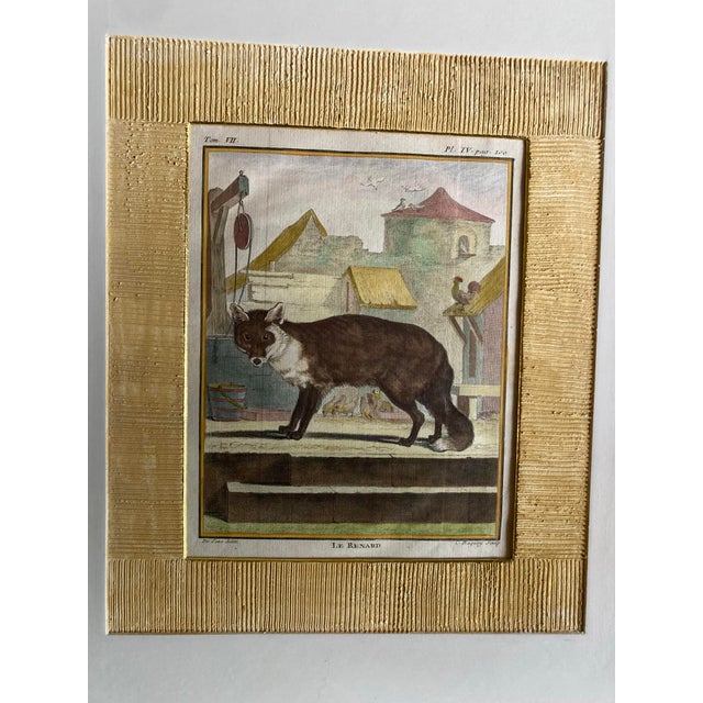 Set of Four Authentic 19th Century Buffon Color Engravings in Corrugated Gold Gesso Mattings. For Sale - Image 9 of 11