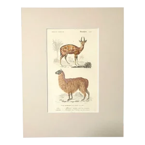 Original Antique D'Orbigny Hand-Colored Engraving, Alpaca & Imbabala, 11x14 Mat