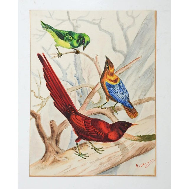 Vintage watercolor on paper painting study of 3 birds. Signed R Urisar lower right corner. Unframed, edge wear.
