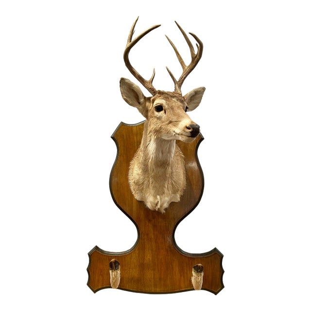 Vintage Deer Mount With Hoof Rack For Sale