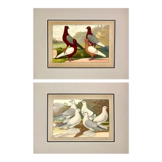 1906 Pair of Antique Fancy Pigeon Prints by Emil Schachtzabel, Archivally Matted For Sale